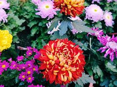 -上海共青森林公园