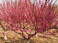 -永定河休闲森林公园