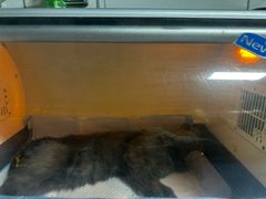 -皮特动物医院(24小时店)