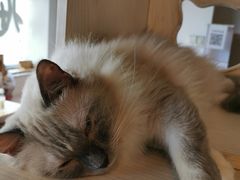 -Cappucimeow猫咪咖啡馆(韦伯时代店)