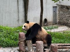 -卧龙中华大熊猫苑神树坪基地