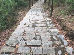 -广东惠东海龟国家级自然保护区
