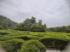 -大屏嶂森林公园