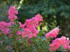 -庐山风景区花径公园