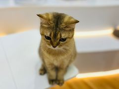 -COLOR PETS 撸猫馆·购猫·猫咖(长风大悦城店)