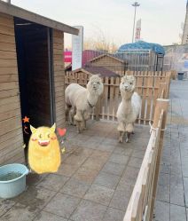 -萌宠亲子动物乐园(槐房万达店)