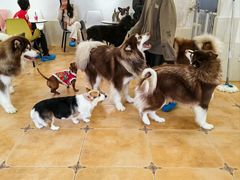 -Let's go狗咖·猫咖·奶狗·桌游(春熙路IFS店)