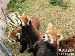 -灵玲国际马戏城