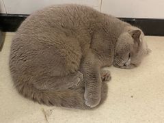 -共舞时光猫咖·狗咖(新街口店)