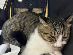-谐和益家动物医院·免疫绝育·血液透析·宠保定点医院(高新伊藤分院)