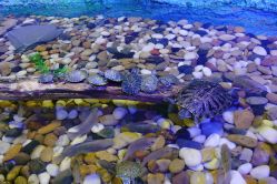 -酷嗒动物文化乐园(cutezoo西溪乐天城店)