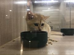 -飞行喵MR PILOT|猫舍·猫咖(静安大融城店)