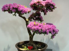 -上海滨江森林公园