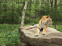 -哈尔滨北方森林动物园