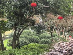 -十八棵（老龙井）御茶园(老龙井店)