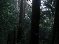 -天目山大树王景区