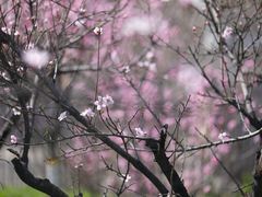 -上海青龙寺