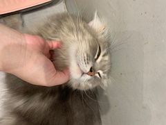 -猫儿山۰猫主题餐厅