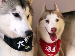 -Husky Go! 哈士奇体验馆·宠物咖啡厅狗咖