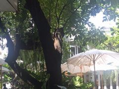 -Fern Forest Cafe