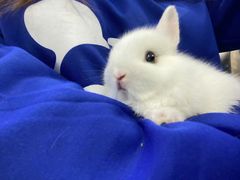 -龟与熊猫宠物公园(南坪店)