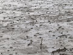 -深圳湾公园(南山区)