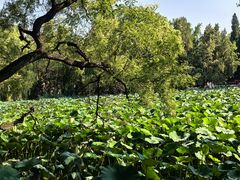 -莲池书院博物馆