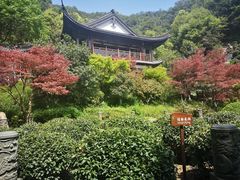 -十八棵（老龙井）御茶园(老龙井店)