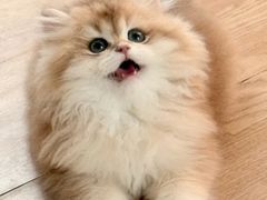 -lincat·猫舍(广州店)