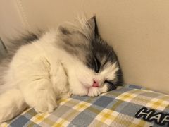 -瑞派宠物医院·犬猫全科·猫友好(宾水西道店)