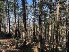 -冶父山国家森林公园