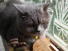-海边的猫和咖啡馆