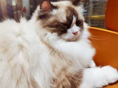 -藏猫猫咖啡主题馆(中央大道店)