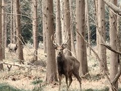 -东平国家森林公园