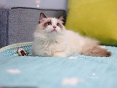 -Bastet sally猫舍购宠(静安店)