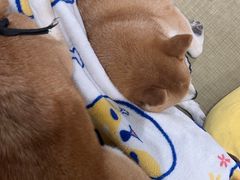 -逗柴咖啡屋·狗咖猫咖宠物桌游