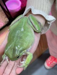 -Moni星球萌宠·小马宝莉·灵蛇·高端高阶全萌宠互动体验俱乐部(红豆国际广场店)