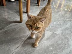 -猫小院猫主题餐厅(南锣旗舰店)