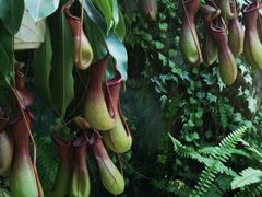 -华南国家植物园-售票处