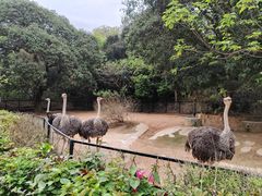 -深圳野生动物园