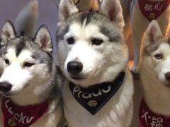 -Husky Go! 哈士奇体验馆·宠物咖啡厅狗咖