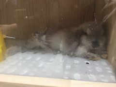 -RU DUCK柯尔鸭公社·撸鸭俱乐部·羊驼·小香猪