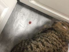 -关爱宠物医院·猫科中心·消化科(滨湖万达分院)