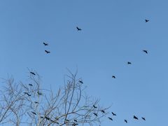 -同里国家湿地公园