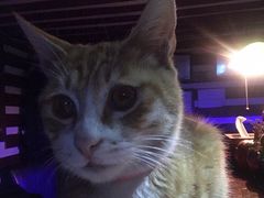 店里的猫咪-迦南D BAR
