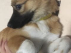 -PETKIT小佩宠物(昭化店)