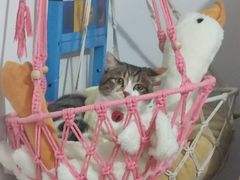 -辛巴宠物医疗中心·骨科·内分泌专科·心肾专科(亭林公园店)