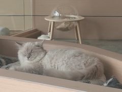 -瞄一喵猫咖(格力海岸店)