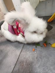 点击看大图 -神奇动物撸宠馆·羊驼·小浣熊·异宠(豫园店)