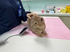 -北京观赏动物医院·24小时大型综合·猫专科·异宠专科